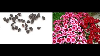 Collect Dianthus Seeds  How to harvest Dianthus Seed  English [upl. by Akeihsal]