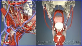 Pharynx and laryx close up  3D Human Anatomy  Organs [upl. by Dranyam130]