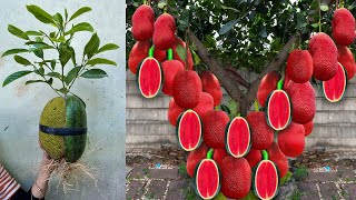 Unique Techniques For Grafting Watermelon With Jackfruit  Grafting Watermelon With jackfruit [upl. by Herrah]