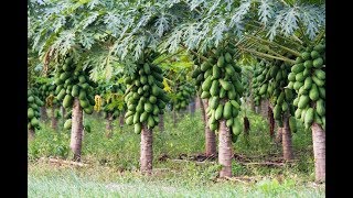 Papaya Nursary Technology Papain extraction [upl. by Sirap112]