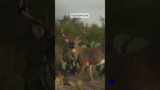 Red or blue deer huntingseason deerhunting bowhunting hunting whitetailhunting [upl. by Lenore616]