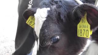 Dairy KnowHow Dehorning calves [upl. by Hinch967]