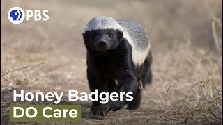 Are Honey Badgers One Of the Worlds Smartest Animals [upl. by Bathsheba]