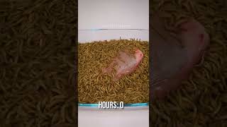 10 000 Mealworms vs COWS TONGUE [upl. by Rabin]