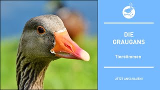 Vogelstimmen Die Graugans  Greyleg goose  Anser anser 4k [upl. by Schaffel]