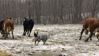 Bandit practices his herding skills  Australian Cattle Dogs [upl. by Radborne]