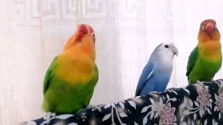 Brazilian talking parrot fischer lovebirds [upl. by Mayram204]