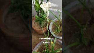 How to grow and care rajnigandha Or tube rose rajnigandha tuberose flowers fragrance viral [upl. by Ssidnak]