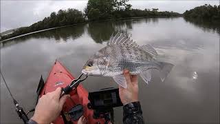 Fishing the Brisbane River Ep 4  Bulimba Creek Sharked at the Yak [upl. by Htaeh]