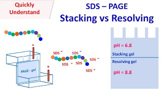 SDS PAGE  Stacking vs Resolving gel [upl. by Derby]