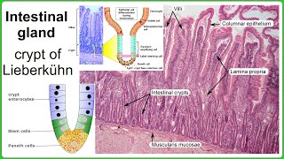 intestinal gland [upl. by Ahsilra812]