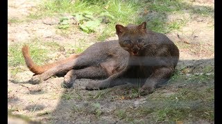 Jaguarondi Jaguarundi  Parc Des Felins [upl. by Whelan]