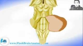 Brainstem Anatomy With Diencephalon [upl. by Floridia775]