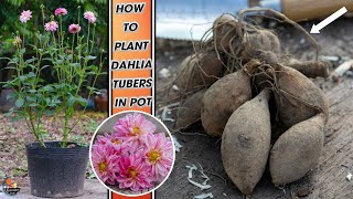 How to plant Dahlia tubers in pot [upl. by Denby]