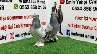 🔴 Canlı Oyun Kuşu Güvercin Mezatı ‼️ Emin Yahşi Canlı Mezat oyunkuşu canlımezat ✅ [upl. by Catharina]