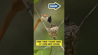 A Mother Flycatcher Feed Their Young Ones Nature Animals [upl. by Pejsach199]