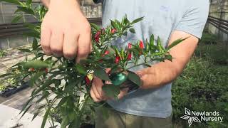 EP130  How to cut back your Chilli plants for the winter 5minutefriday [upl. by Ayota]