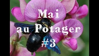 Mai au Potager 🌳31 Ep33 [upl. by Eem]