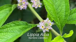 Le preparo un té de Poleo a mi suegra en Puerto Rico Lippia Alba planta medicinal [upl. by Cutlor]