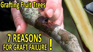 7 COMMON GRAFTING MISTAKES and HOW to AVOID THEM  Grafting Techniques TIPS [upl. by Ellimak443]