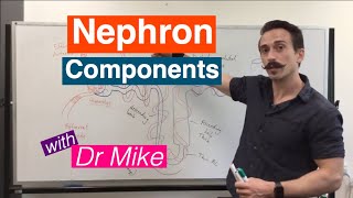 Nephron Components  Renal System [upl. by Annayd]