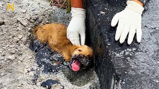 Un chiot coincé dans le goudron sourit à larrivée des sauveteurs [upl. by Fe]