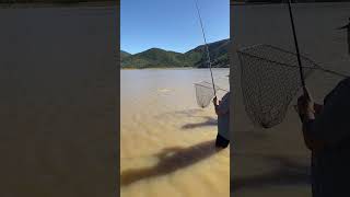 Stompdrif Dam Carp Fishing carpfishing bigcarp carp fyp fish [upl. by Hardden]