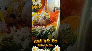 🙏Borelle kovida thero funeral viralvideo shortvideo [upl. by Ligriv]