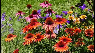 33 Coneflower Varieties  Growing Coneflower From Seed [upl. by Ahsema780]