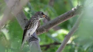 エゾビタキ 野鳥 Greystreaked Flycatcher Muscicapa griseisticta wildbirds [upl. by Leveroni]