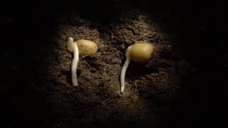 Pea germination time lapse underground Filmed over a week Hypogeal germination [upl. by Wald]