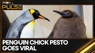 Giant Baby Penguin Pesto Breaks Social Media  WION Pulse [upl. by Malcolm]