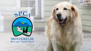 Welcome to SPCA Montérégie [upl. by Ajar]