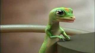 The Geico Gecko [upl. by Lenor]