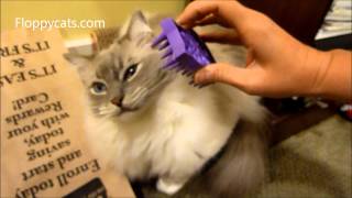 Ragdoll Cats Meet KONG Zoom Groom Cat Brush  ねこ  ラグドール  Floppycats [upl. by Sibby]