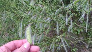 Retama quotexplosivaquot Identificación y curiosidades Cytisus scoparius [upl. by Dobrinsky]