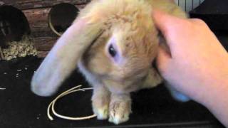 Cute Rabbit Ear Cleaning Reflex [upl. by Alyahsal]