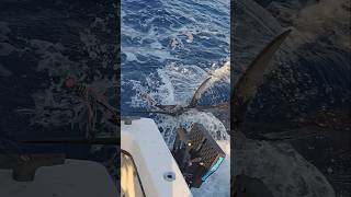 SAILFISH Fastest fish in the ocean catch amp release offshore fishing offshore [upl. by Aihpos]