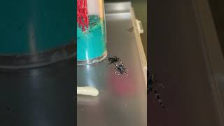 Jumping spider mating dance [upl. by Ivanah]