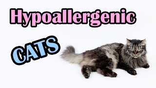 13 Hypoallergenic Cats [upl. by Arahahs]