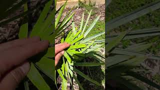 Serenoa repens  June 2024 update youtubeshorts shorts ytshorts [upl. by Eekram214]