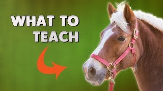 Horse Training The FIRST 3 things EVERY horse needs to learn [upl. by Avon]