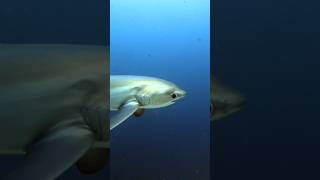 말라파스쿠아 환도상어Malapascua Thresher shark [upl. by Fidole]