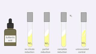 Nitrate reduction test [upl. by Roseline]