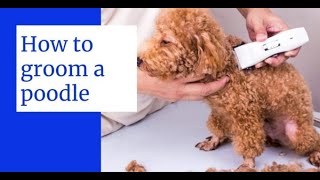 How to groom a poodle  How to groom a poodle at home  How to groom a poodle puppy [upl. by Esinahs554]