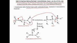 CORSO DI BIOCHIMICA  LEZIONE 23 DI 47  GLUCONEOGENESI  PARTE 1 [upl. by Sikram]