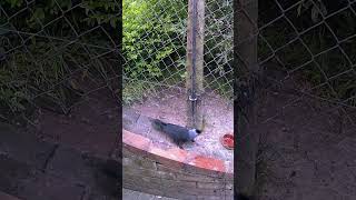 Jackdaw rare visit to the ground [upl. by Donovan315]