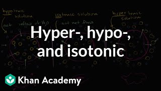 Hypotonic isotonic and hypertonic solutions tonicity  Khan Academy [upl. by Ja]