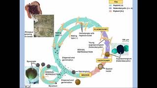 Zygomycota 20180215 211056 6 [upl. by Crutcher]