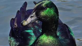 Cayuga Duck  Iridescent Beauty [upl. by Earleen]